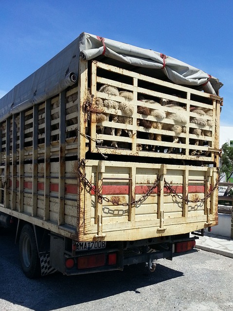 AGAN001PO BIENESTAR ANIMAL EN EL TRANSPORTE DE ANIMALES VIVOS