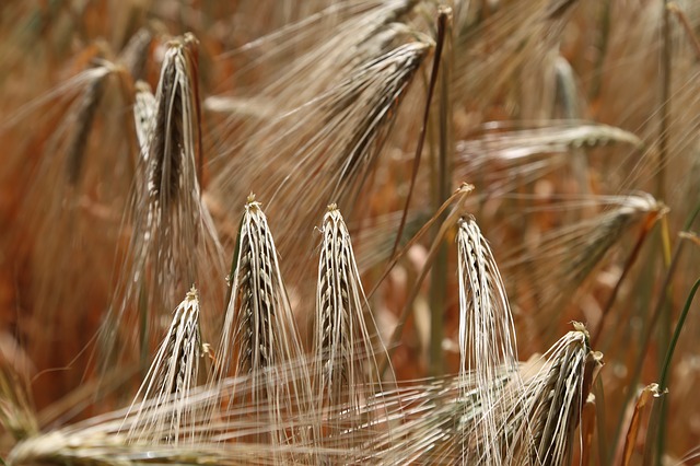 GUÍA PARA LA GESTIÓN DE ALERGENOS Y EL GLUTEN