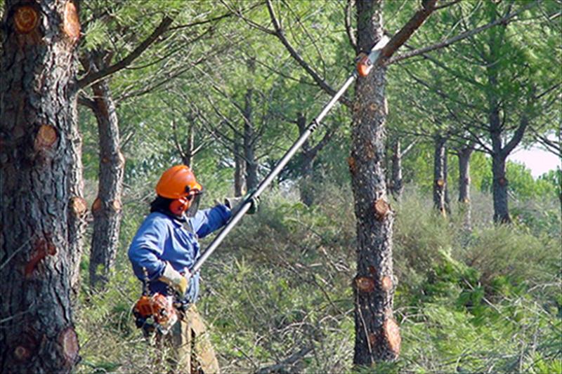 UF0508: TRABAJOS SILVÍCOLAS Y DE PROTECCIÓN DEL MONTE